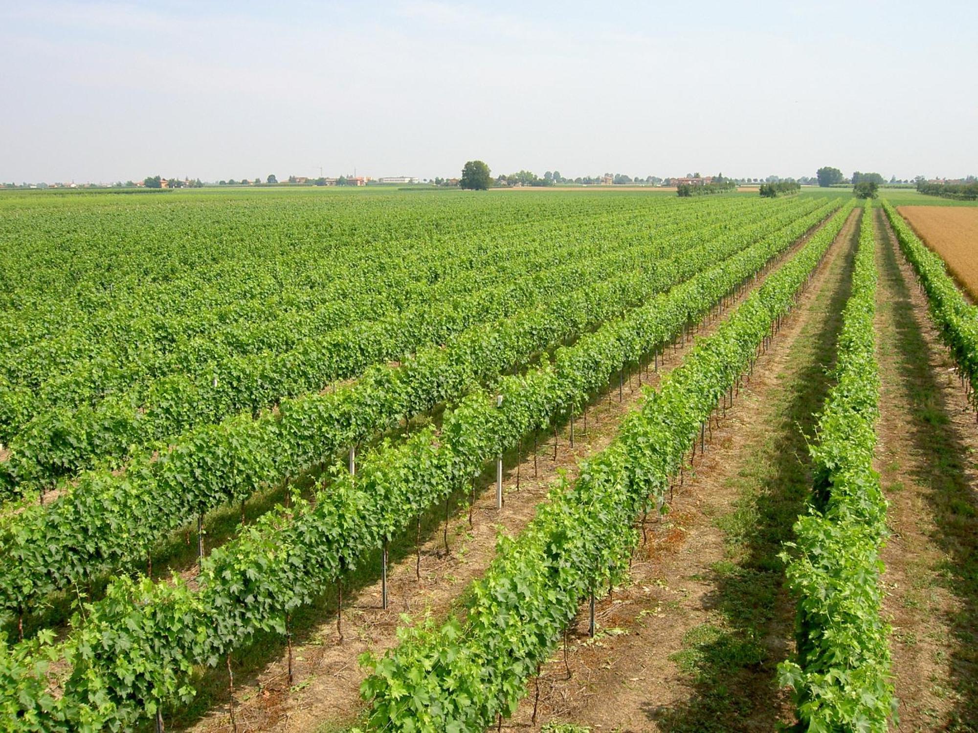 Agriturismo Ravaglia Grande Castel Guelfo Di Bologna Zewnętrze zdjęcie